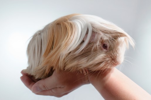 long haired guinea pig