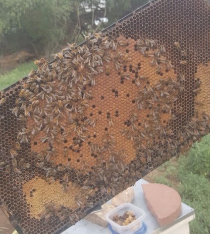 bees_on_comb