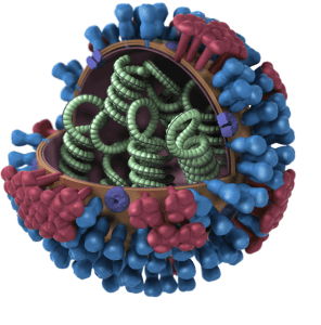 3D_Influenza_transparent_key_pieslice_lrg