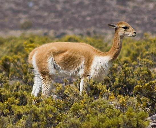 vicuna