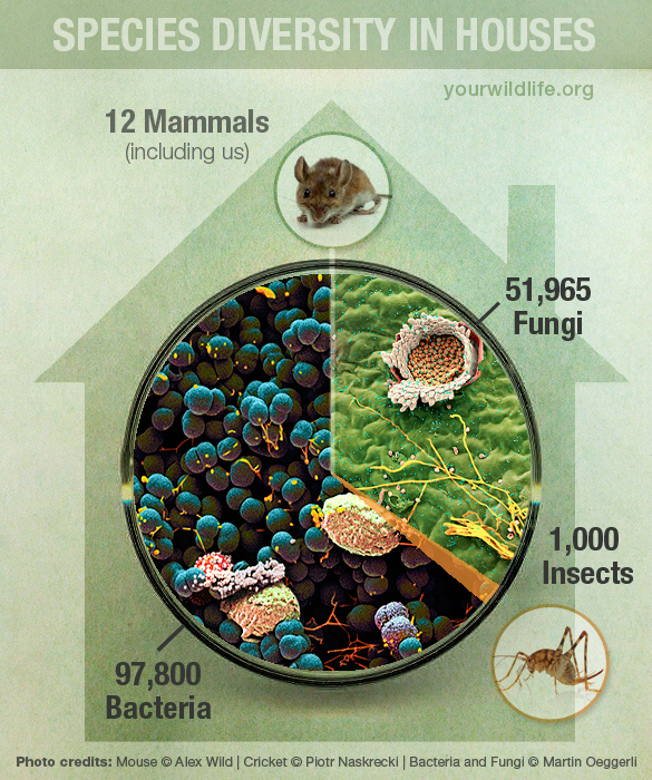 species_diversity_in_houses_pie_chart_Dunn_lab