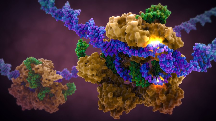 Art-of-the-Cell-CRISPR-Cas9-in-Complex-with-Guide-RNA-and-target-DNA