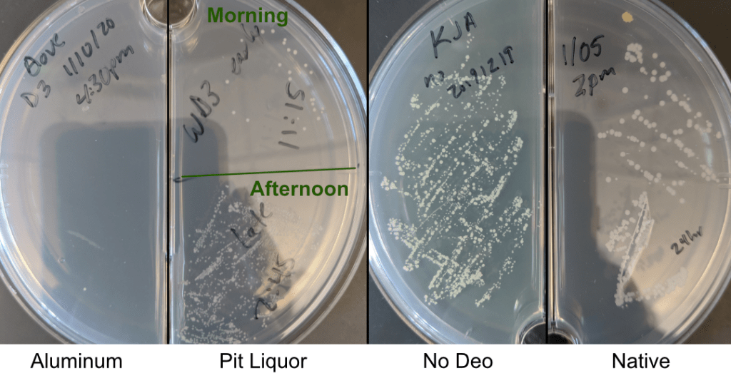 Armpit bacteria that grew over the course of the day, in different deodorant conditions. 